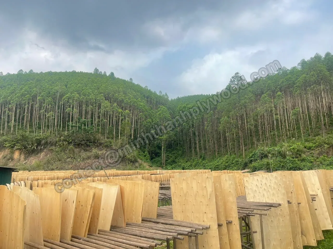 Core veneer drying on racks in front of a eucalyptus plantation on the hills