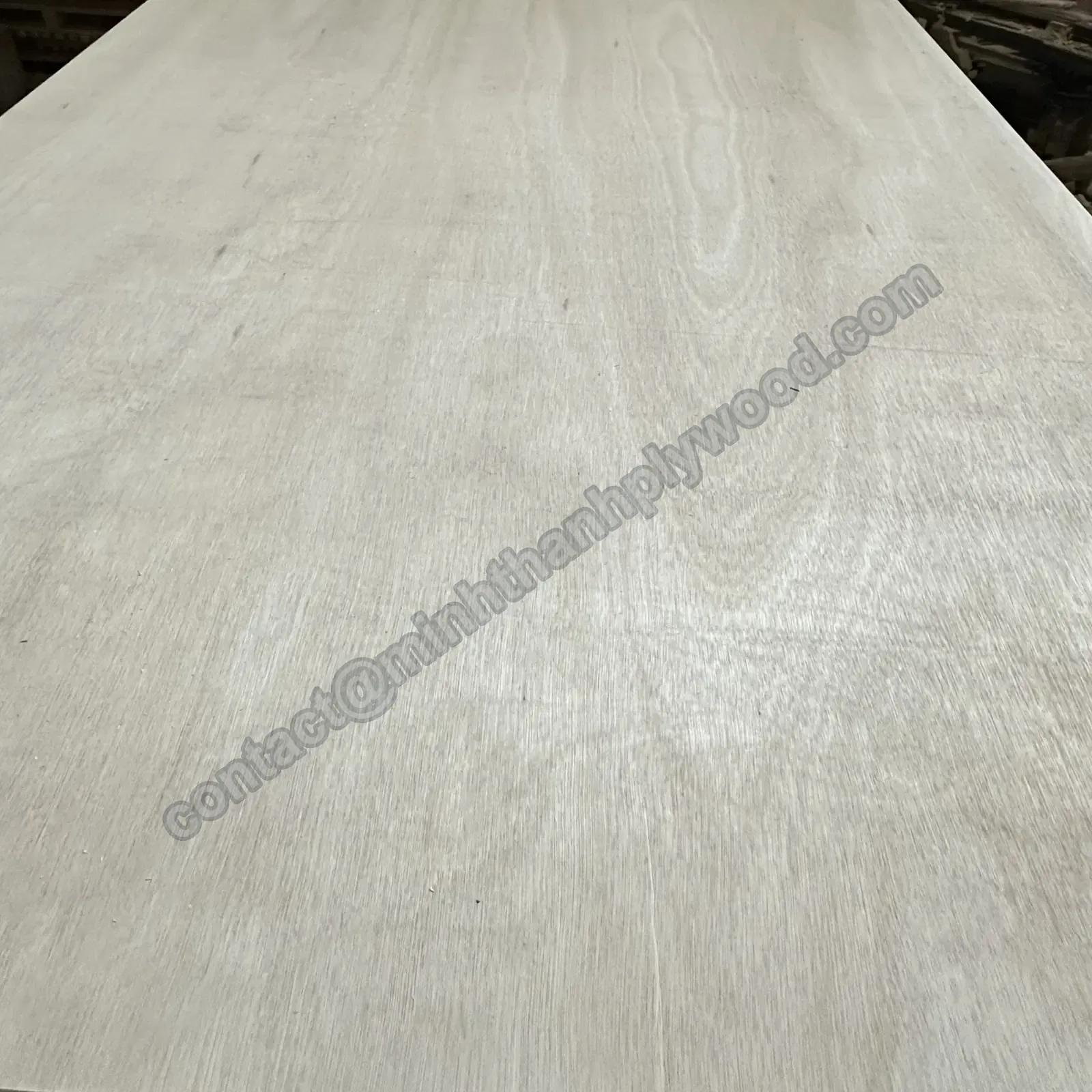 Gros plan de placage d’eucalyptus clair au dessin fin et ondulant