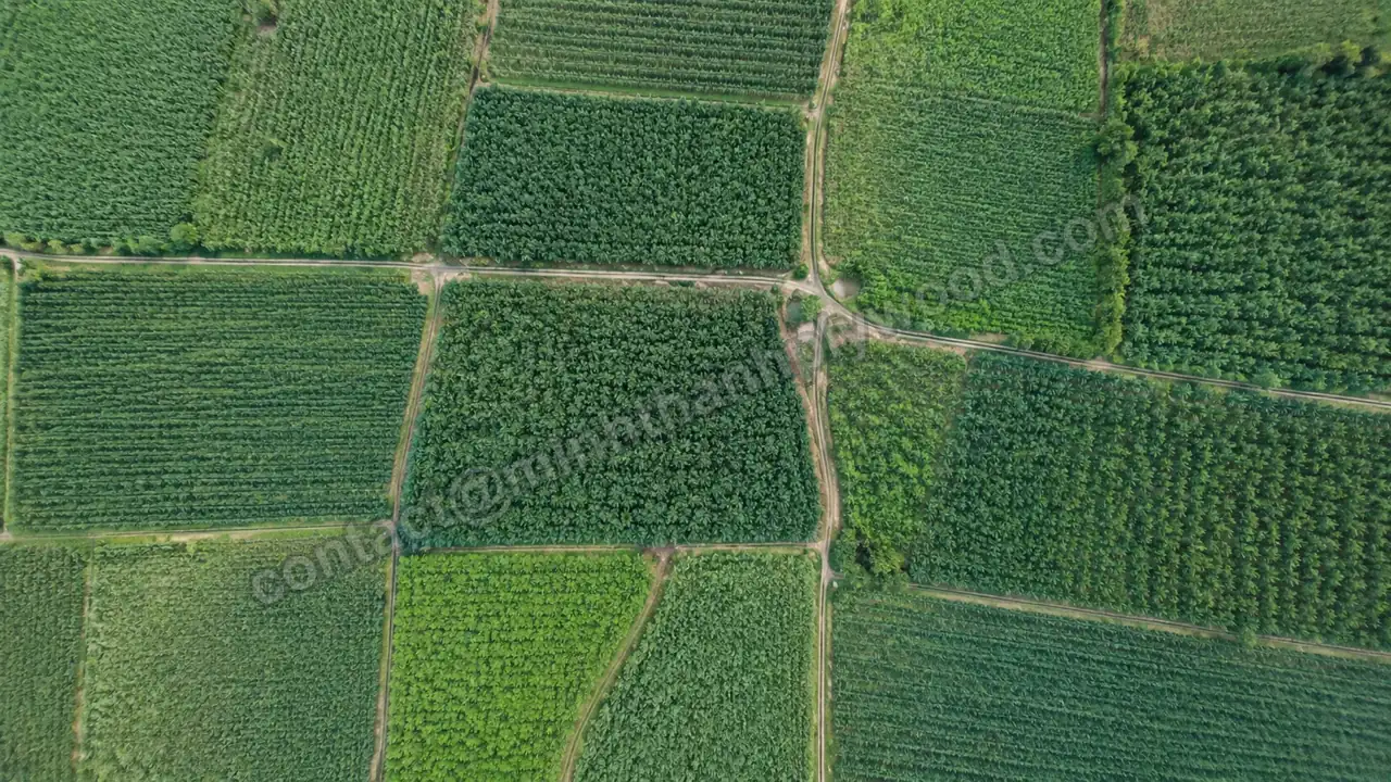 Géolocalisation EUDR : blocs de plantations et pistes d’accès vus d’en haut