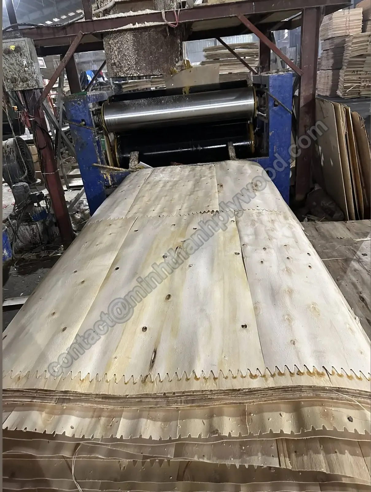 Core veneers laid out for furniture plywood production
