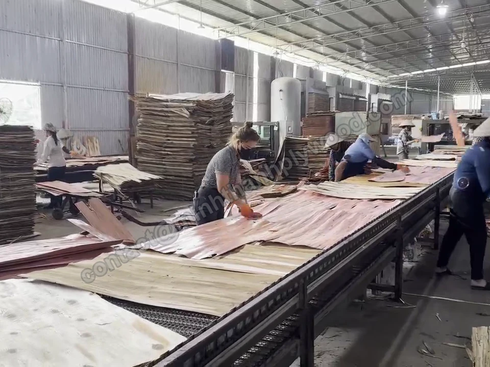 Workers laying core veneer sheets on a plywood lay-up line
