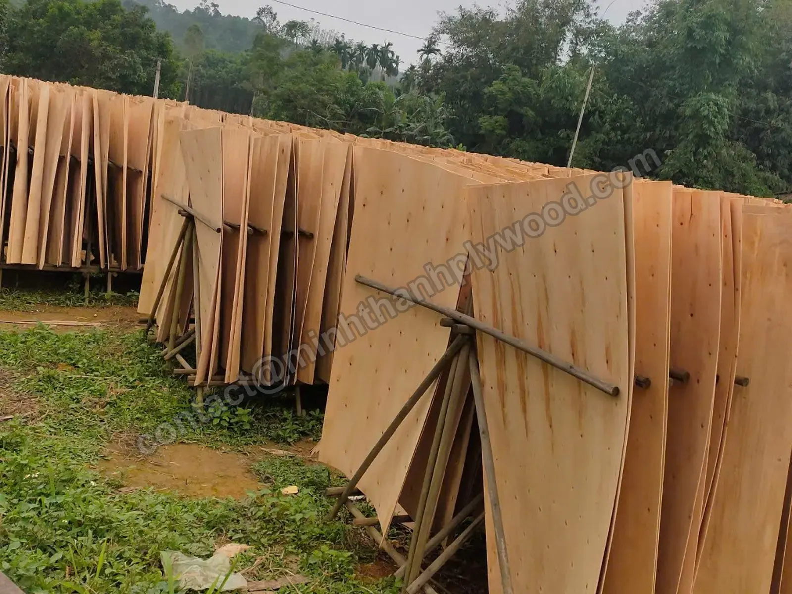 Peeled core veneer sheets drying upright on bamboo racks before veneer grading